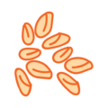 Nueces-maní